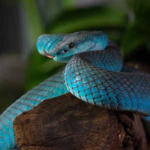Blaue Grubenotter